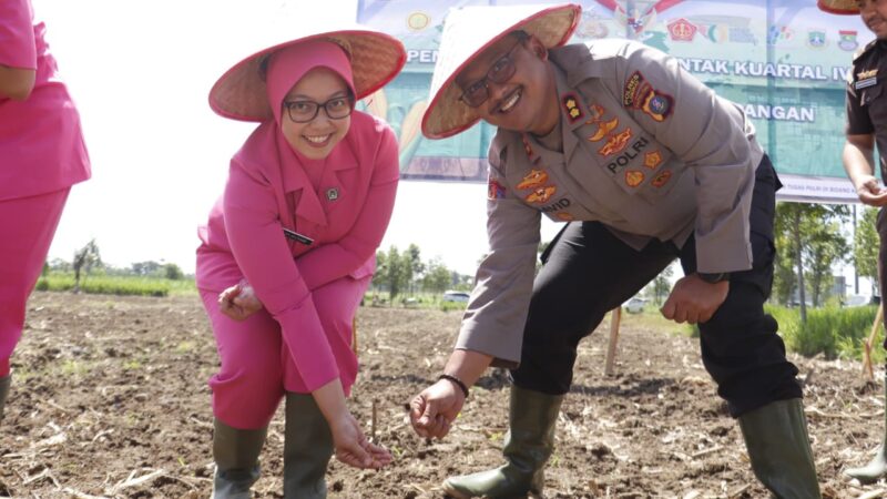 Kapolres Langkat Gelar Penanaman Jagung Kuartal IV di Lahan Pertanian Binaan Polres Langkat