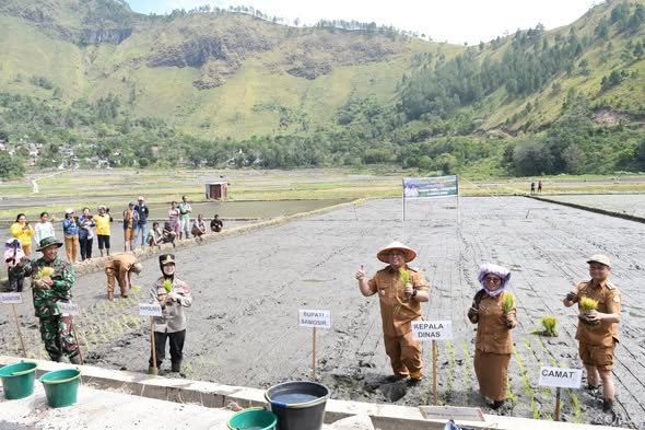 Bupati Samosir Gelar Festival Manuan Eme dan Tanam Padi Bersama Dukung Swasembada Pangan