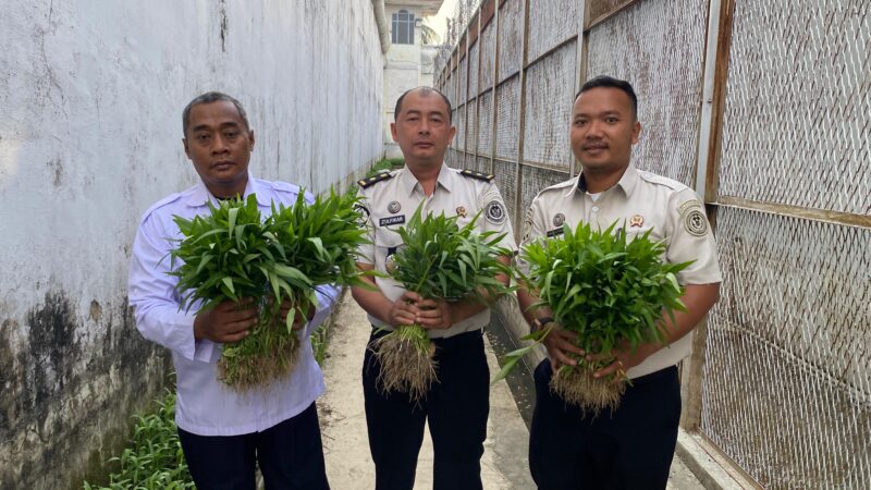 Komitmen Dukung Ketahanan Pangan Nasional, Rutan Tanjung Pura Panen Raya 50 Kilogram Kangkung
