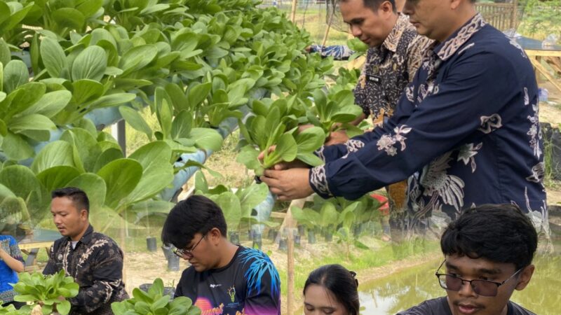 Kembali Hijaukan Lahan Ketapang, Rutan Tanjung Pura Kembali Panen Dan Siap Pasarkan Sayur Pokcoy 