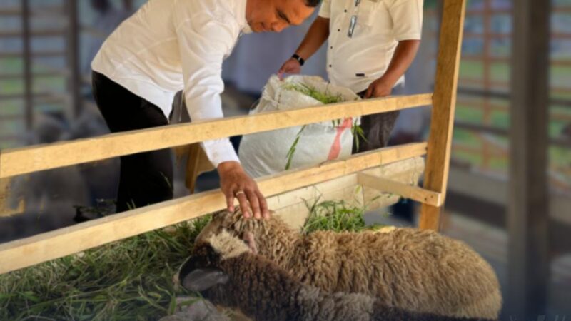Penambahan 25 Ekor Kambing di Lahan Ketapang, Karutan Fransisco Pandia Pimpin Langsung Kegiatan