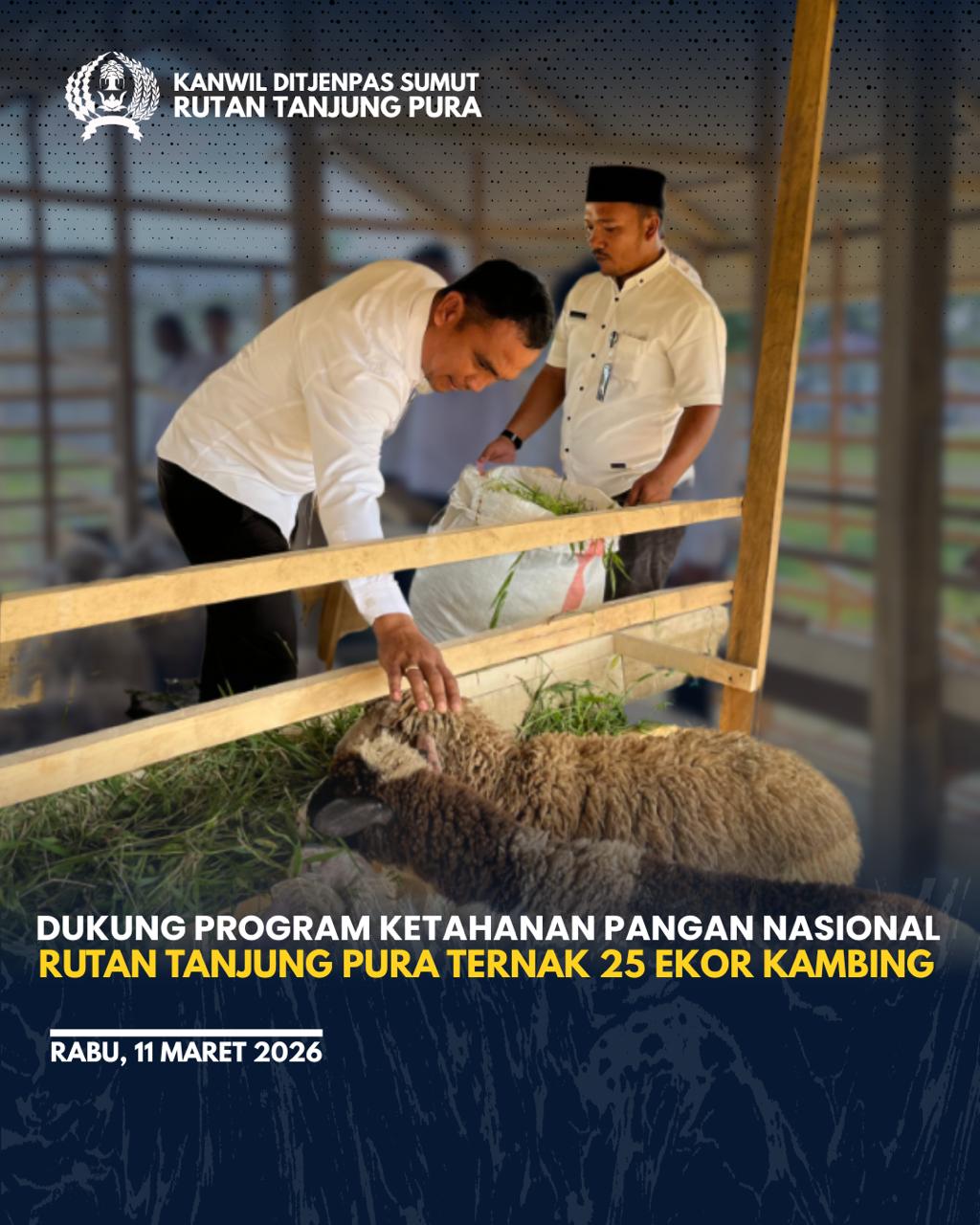 Penambahan 25 Ekor Kambing di Lahan Ketapang, Karutan Fransisco Pandia Pimpin Langsung Kegiatan