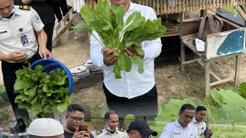 Sukses Panen 50 Ikat Sawi ManisRutan Tanjung Pura Berhasil Maksimalkan Penggunaan Lahan Ketahanan Pangan