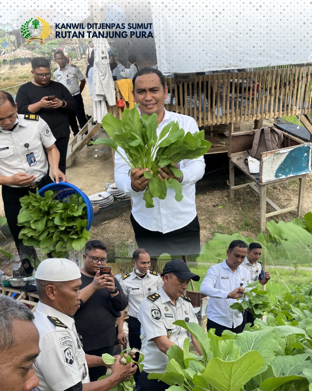 Sukses Panen 50 Ikat Sawi ManisRutan Tanjung Pura Berhasil Maksimalkan Penggunaan Lahan Ketahanan Pangan