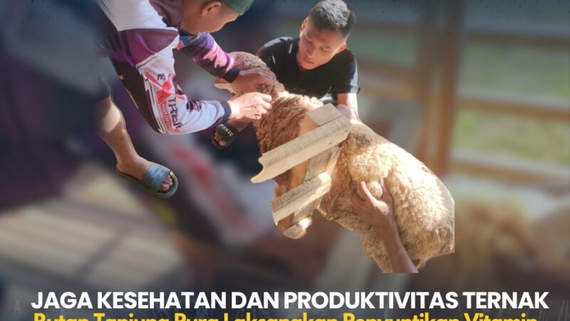 Rutan Tanjung Pura Lakukan Penyuntikan Vitamin dan Obat Cacing untuk Ternak Kambing