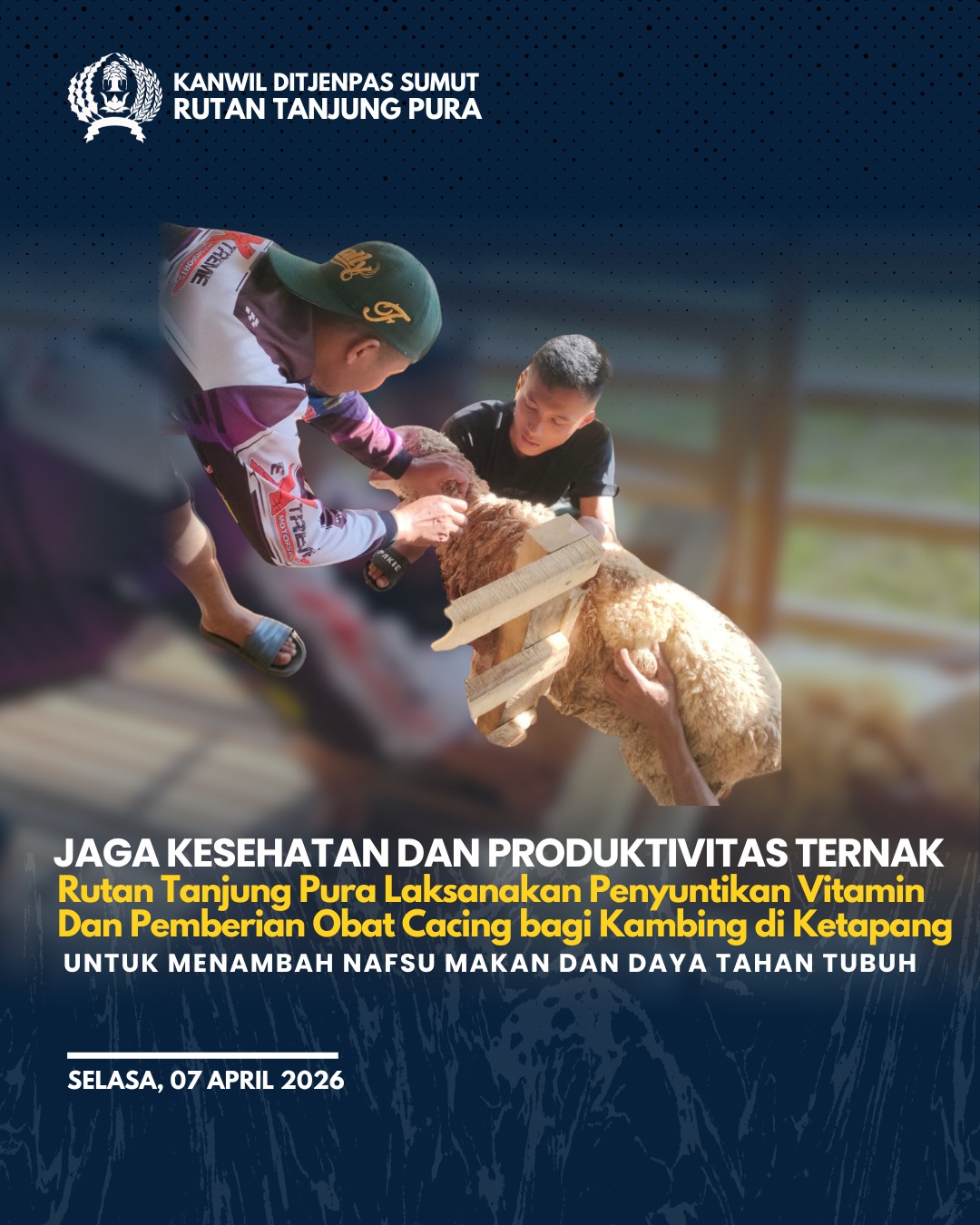 Rutan Tanjung Pura Lakukan Penyuntikan Vitamin dan Obat Cacing untuk Ternak Kambing