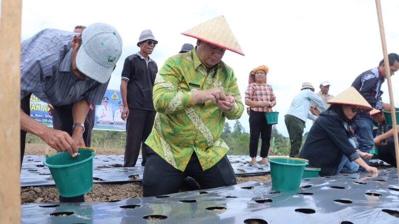 Menjawab Kepercayaan Pusat, Bupati Samosir Tanam Bawang Putih Bantuan Kementan bersama Kelompok Tani