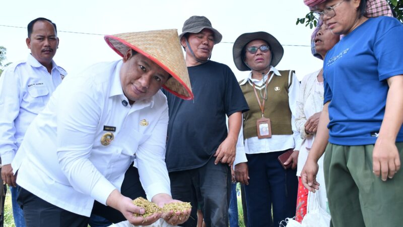 Taksi Alsintan Permudah Petani, Bupati Samosir Vandiko T. Gultom Turun Langsung Panen Padi Bersama Masyarakat.