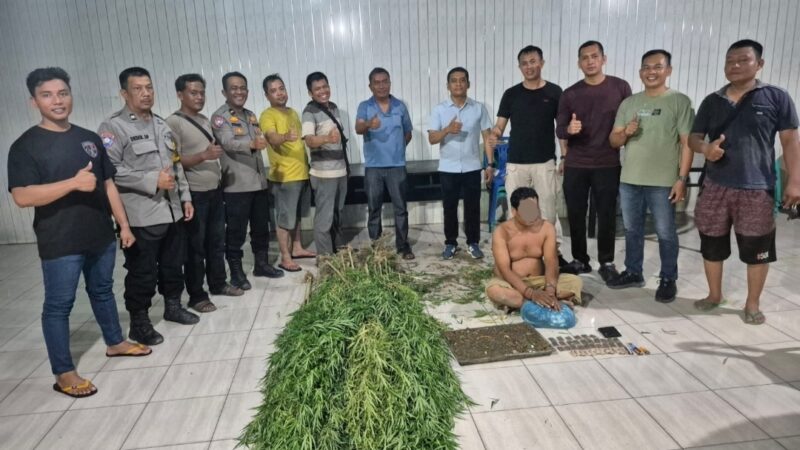 Temukan Tanaman Ganja, Polsek Tanjung Morawa Polresta Deli Serdang Amankan Pelaku