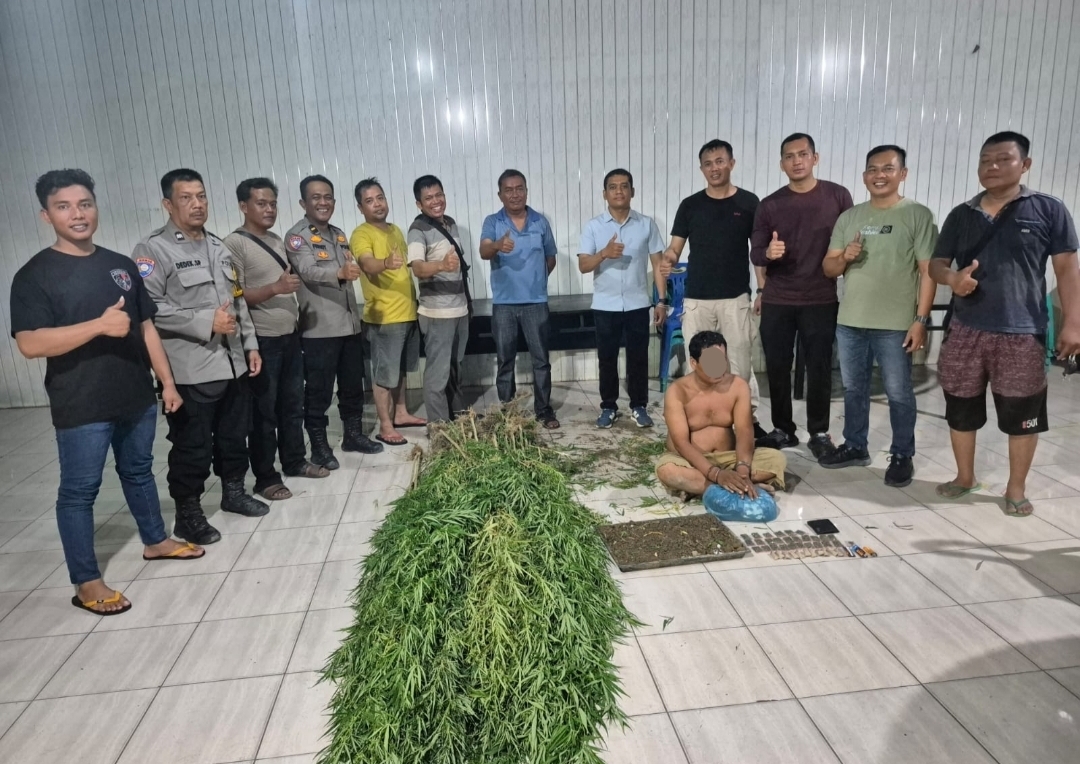 Temukan Tanaman Ganja, Polsek Tanjung Morawa Polresta Deli Serdang Amankan Pelaku
