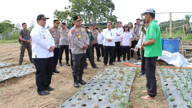 Wujudkan Swasembada Pangan Nasional, Bupati Samosir Bersama Kapolda Sumut Tinjau Lokasi Penanaman Bawang Putih di Kecamatan Simanindo.