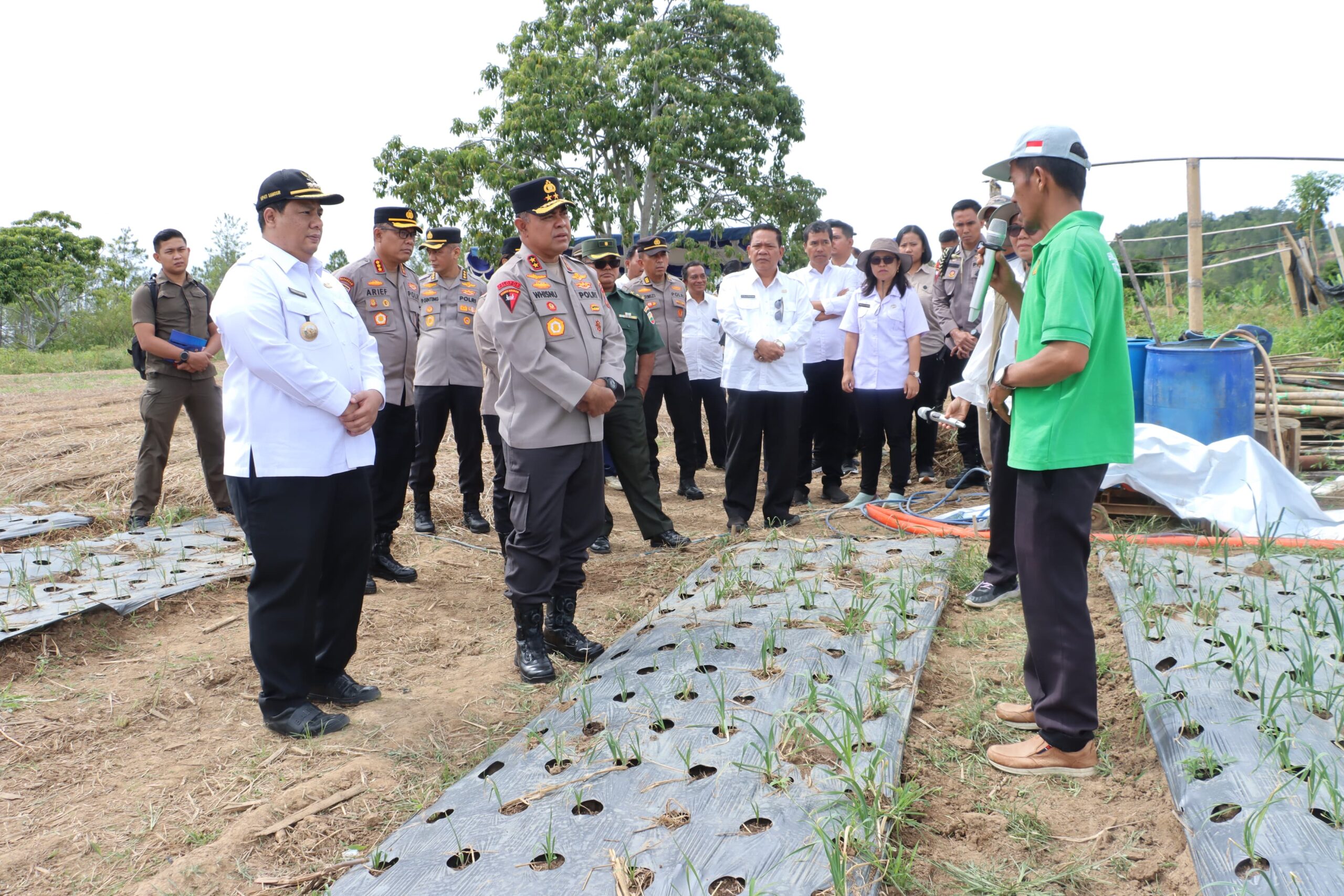 Wujudkan Swasembada Pangan Nasional, Bupati Samosir Bersama Kapolda Sumut Tinjau Lokasi Penanaman Bawang Putih di Kecamatan Simanindo.