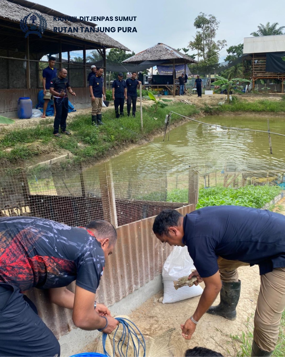 Panen 35 kilogram ikan Nila Dari Lahan Ketapang , Rutan Tanjung Pura Alokasikan Hasil Panen untuk Pemenuhan BAMA Warga Binaan