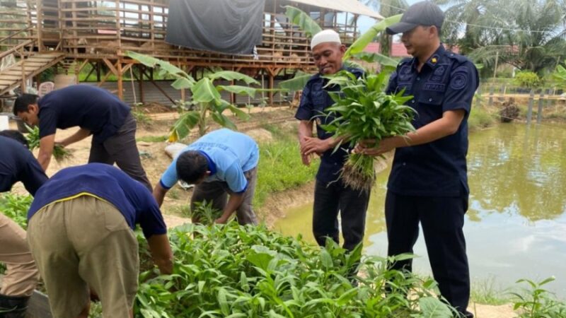 Panen 65 Kilogram Kangkung, Rutan Tanjung Pura Distribusikan Hasil Panen Dukung Penuh Ketahanan Pangan Nasional