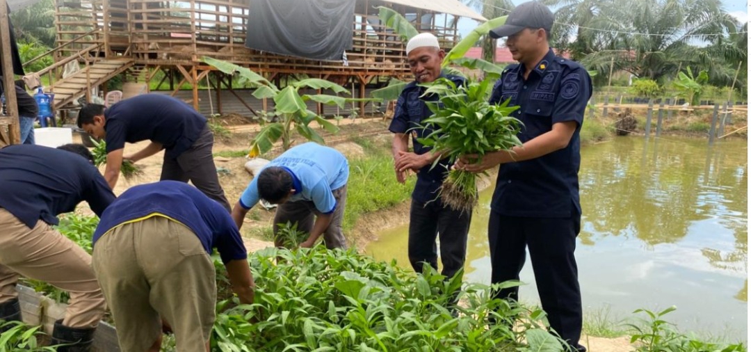 Panen 65 Kilogram Kangkung, Rutan Tanjung Pura Distribusikan Hasil Panen Dukung Penuh Ketahanan Pangan Nasional