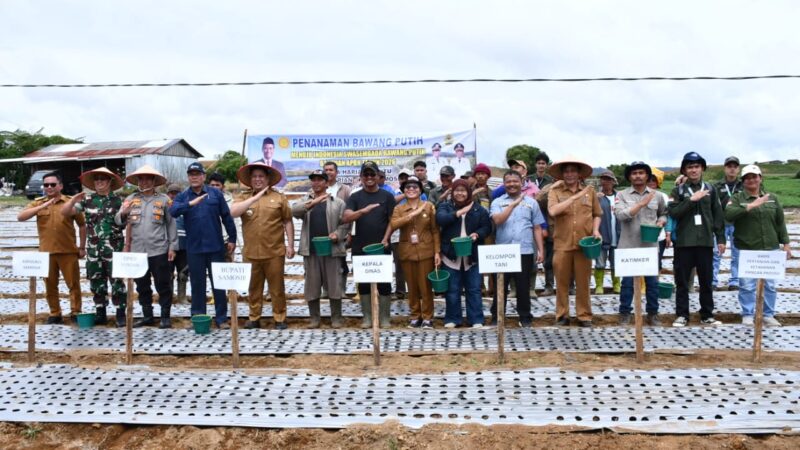 Pengembangan Bawang Putih Terus Diperkuat, Bupati Samosir Kembali Serahkan Bantuan 4 Ton Benih Bawang Putih