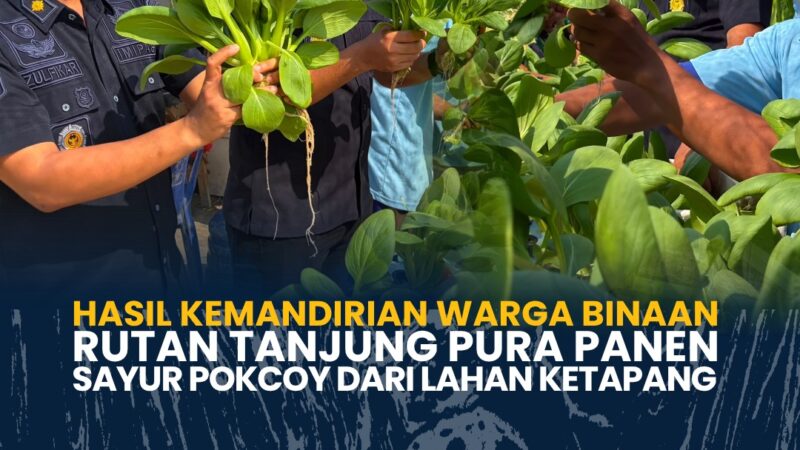 Hasil Kemandirian Warga Binaan, Rutan Tanjung Pura Panen Sayur Pokcoy dari Lahan Ketapang