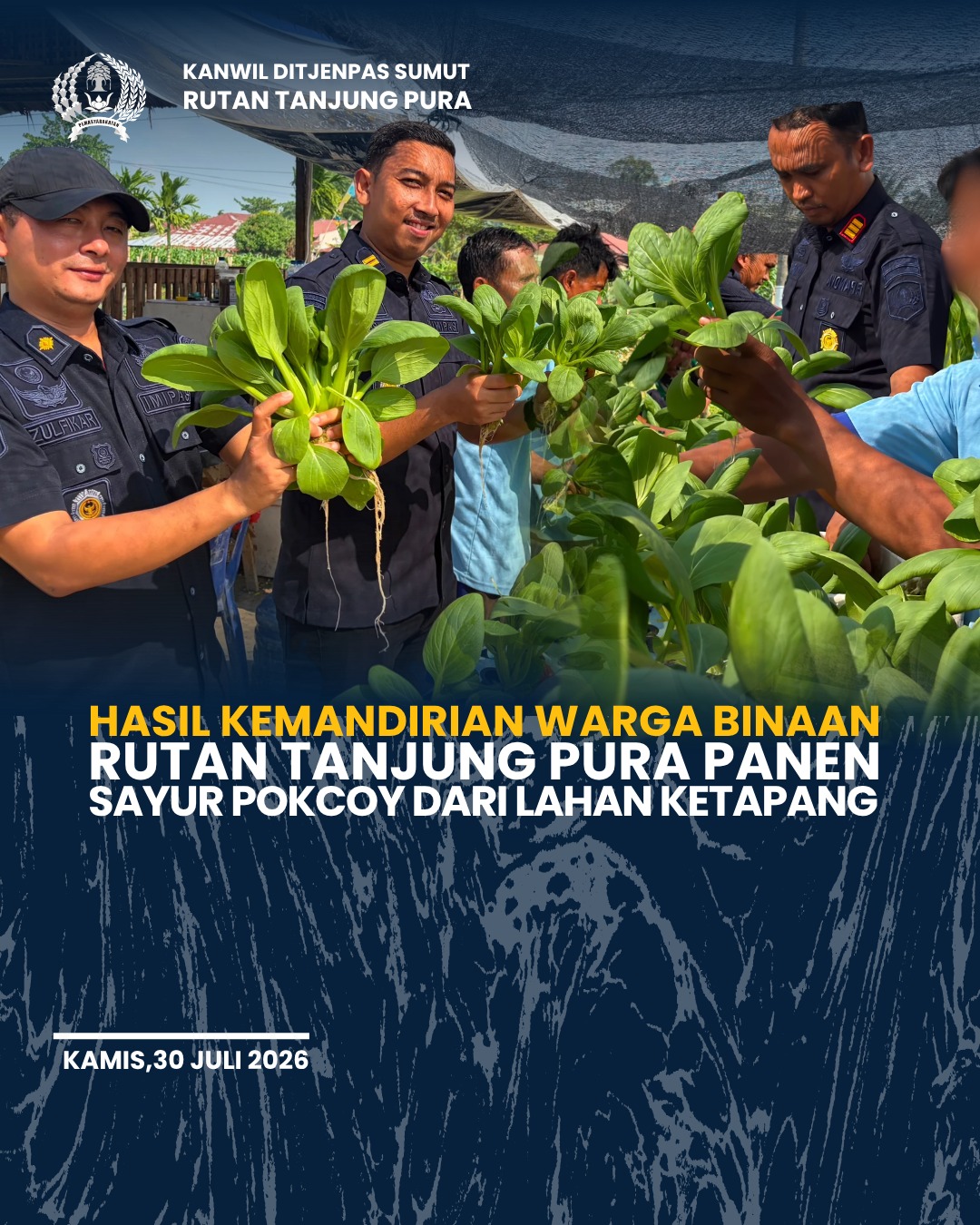 Hasil Kemandirian Warga Binaan, Rutan Tanjung Pura Panen Sayur Pokcoy dari Lahan Ketapang