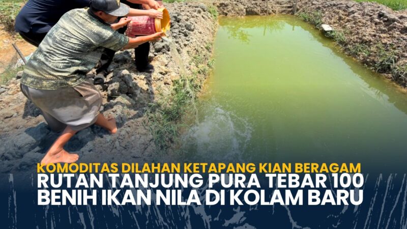 Komoditas Dilahan Ketapang Kian Beragam Rutan Tanjung Pura Tebar 100 Benih Ikan Nila di Kolam Baru
