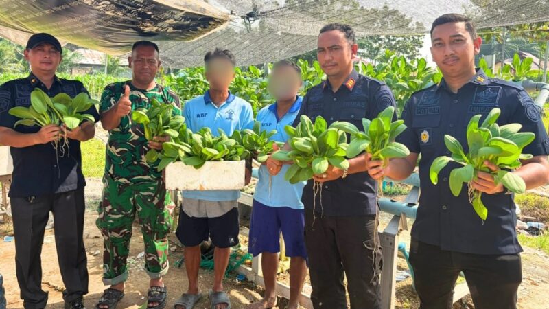 Hasil Kemandirian Warga Binaan, Rutan Tanjung Pura Panen Sayur Pokcoy dari Lahan Ketapang