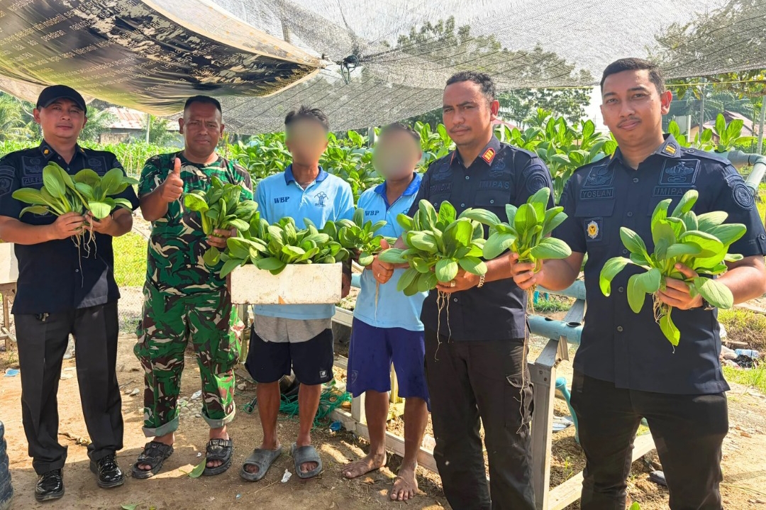 Hasil Kemandirian Warga Binaan, Rutan Tanjung Pura Panen Sayur Pokcoy dari Lahan Ketapang