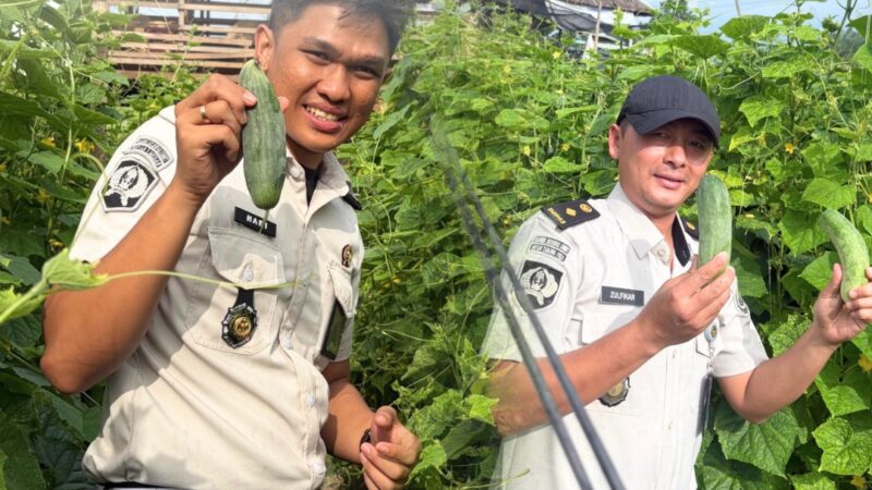 Panen Timun hingga Tebar Bibit Lele, Rutan Tanjung Pura Perkuat Lahan Ketapang Lewat Pengembangan Lahan Ketapang dan Pembinaan Warga Binaan