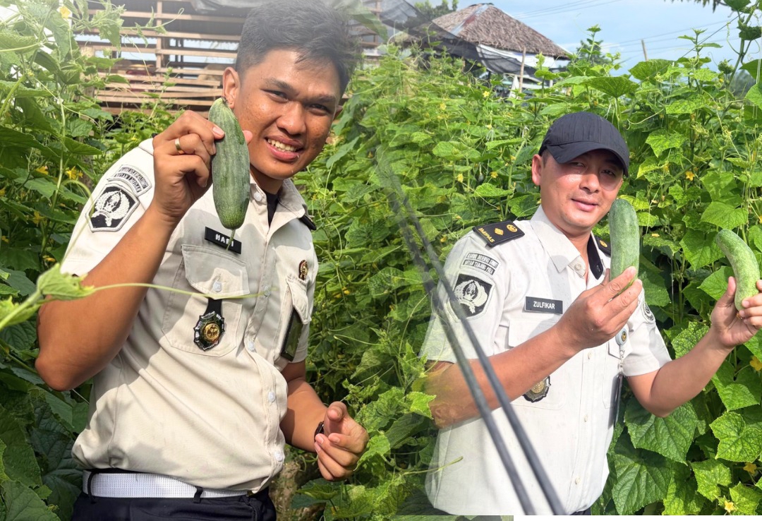 Panen Timun hingga Tebar Bibit Lele, Rutan Tanjung Pura Perkuat Lahan Ketapang Lewat Pengembangan Lahan Ketapang dan Pembinaan Warga Binaan